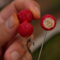 Fjuka Carp Fish Accelerant Coated Boilies 400g